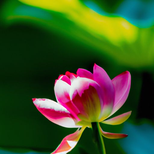 望花网络推广(图2)