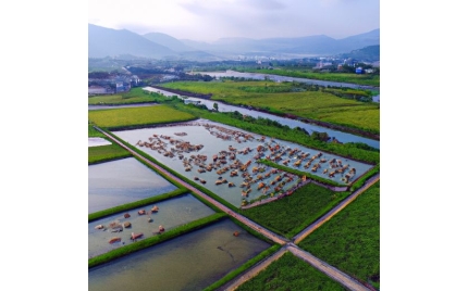 双鸭山网络推广